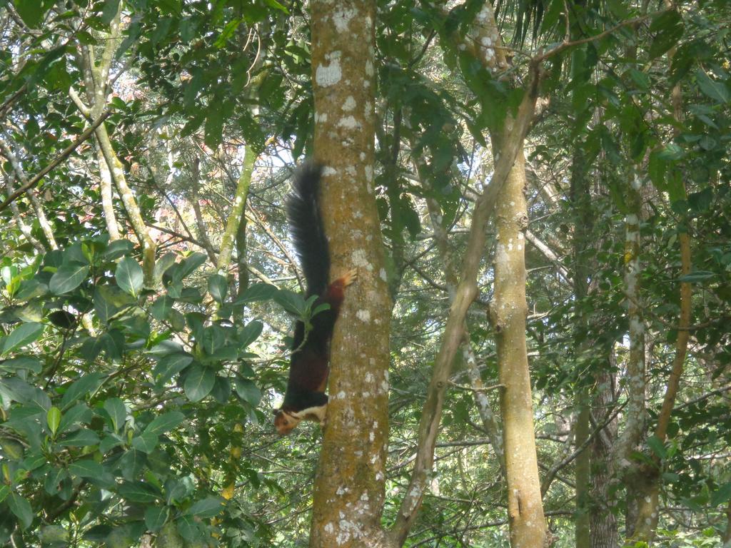Jungleparadiso Homestay Thekkady Eksteriør billede