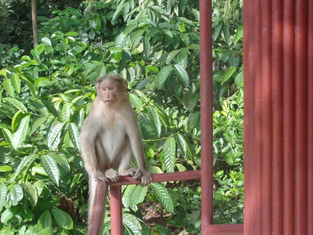 Jungleparadiso Homestay Thekkady Eksteriør billede